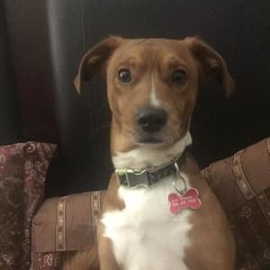 Meet your Posher, George